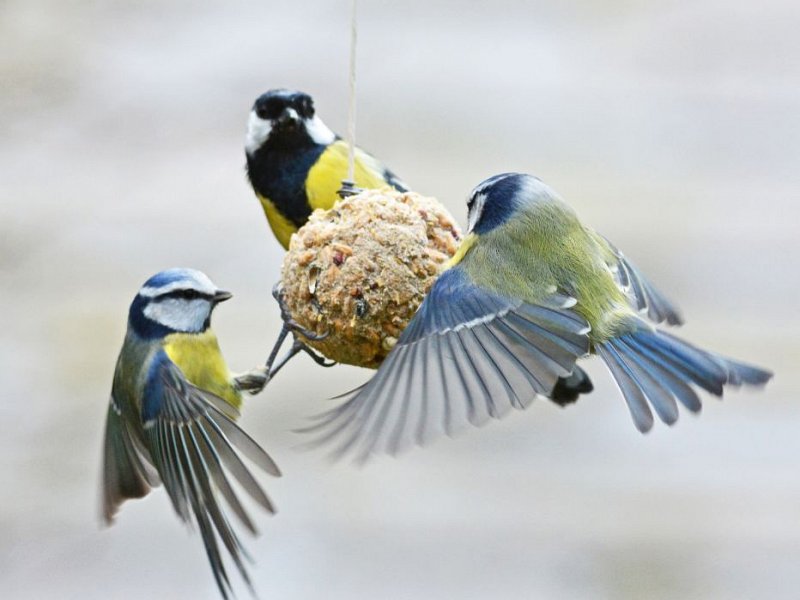 Top Ten Wildlife Gardening Tips for 2017